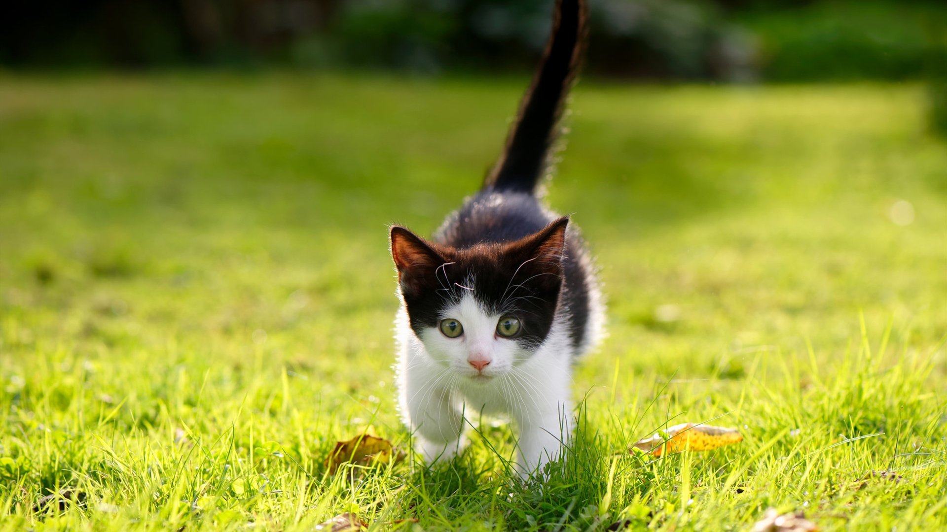 【电子裁判首次应用】全场视频判决带来的公正新纪元，电子裁判的优缺点