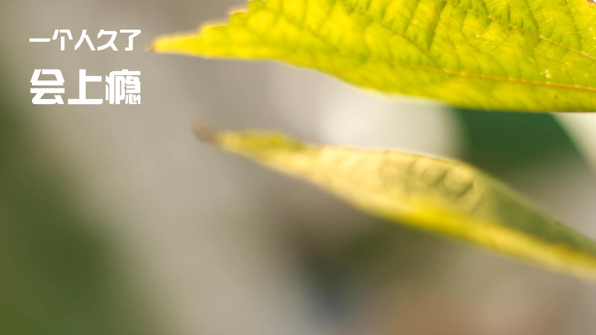 一站式体验：全方位报道台球大型赛事，台球 赛